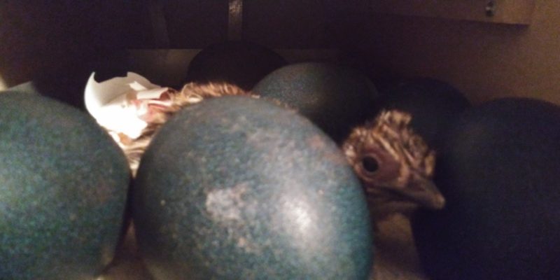 black emu egg and stripped chick