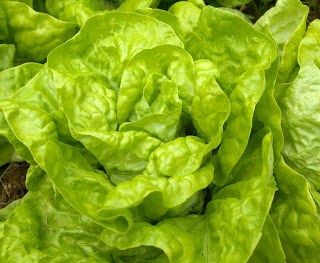 Using Eggshells to Control Garden Slugs Organically | Community Chickens