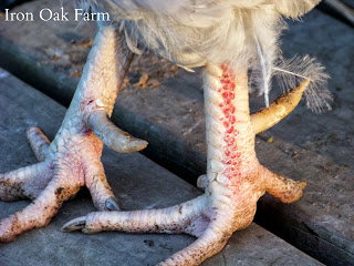 rooster spurs spur chickens trim roosters leg del la when zarpa palabra cc growth removing if problem they communitychickens community
