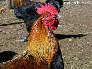 rooster spurs chickens farm roosters sartell oak jennifer iron communitychickens