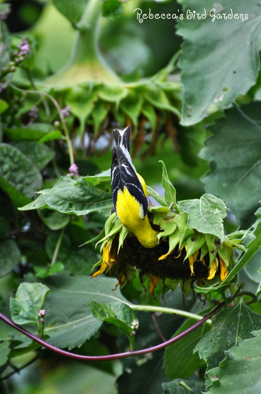 eating sunflowers images eating sunflowers images