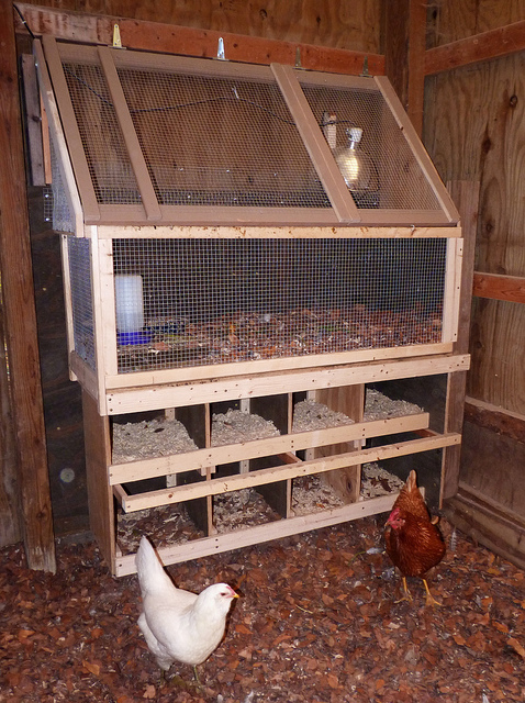 The Eggs are Coming! | Community Chickens