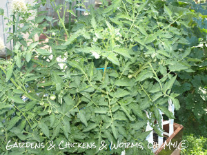 0712-tomato-garden