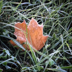 Cold Leaf