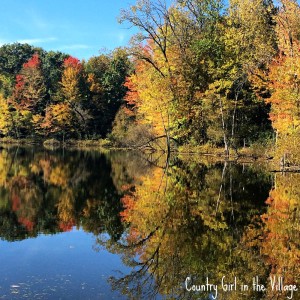 Fall Colors