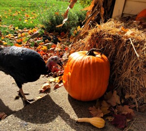 birdds and squash