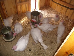 turkey farming CC-Chilson