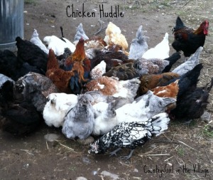Chicken Huddle