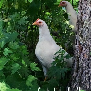 Leghorns enjoying the outdoors