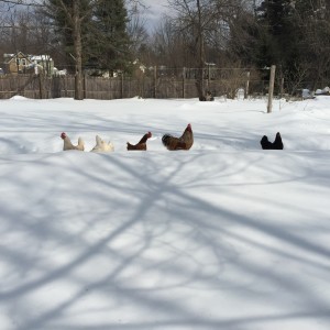 Guapo taking the girls out for some fresh air.