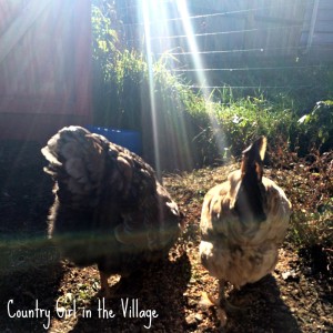 Ladies in the Sunshine. Hens enjoying the outdoors