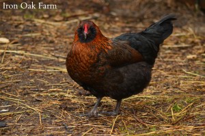 Olive Egger Hen