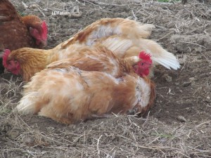 dust bathing