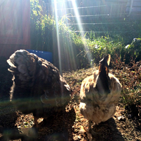 Backyard Chicken Keeping. Fly Spray using Essential Oils.