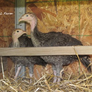 turkeys first time in coop