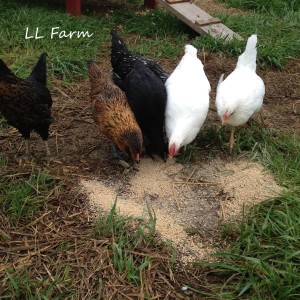 young chicks eating