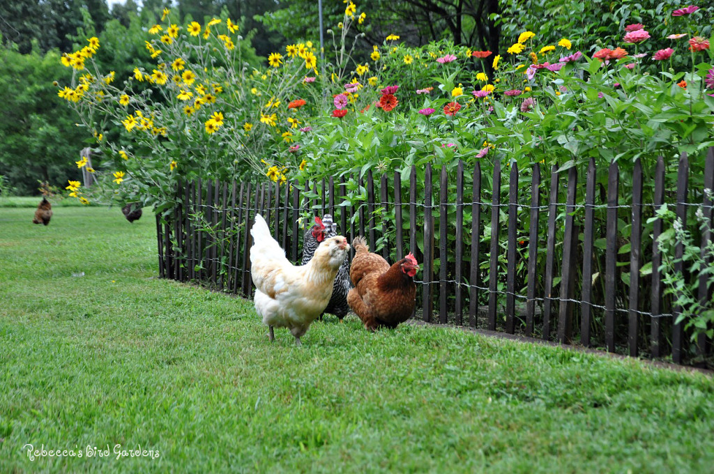 fencehens