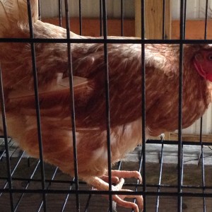 Ms. Broody in kennel