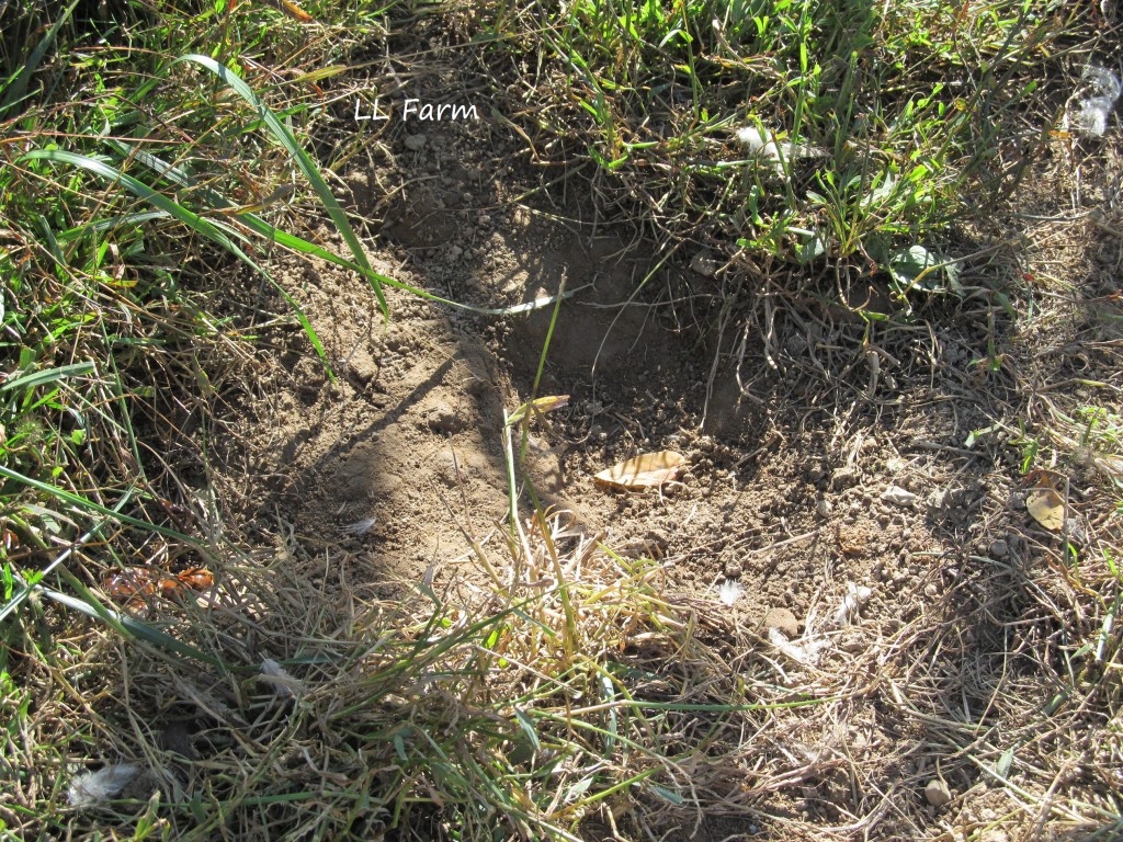 dust bathing hole