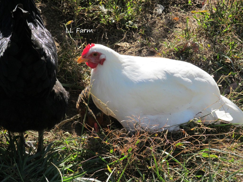 making the dust bathing hole