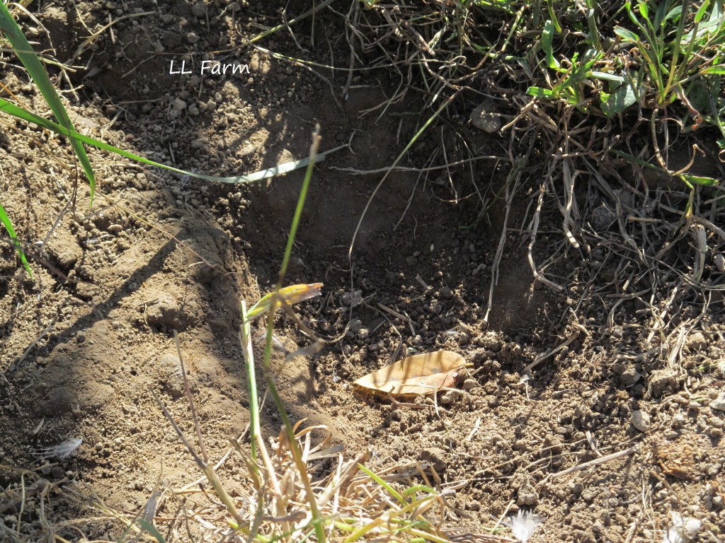 shallow dust bathing hole