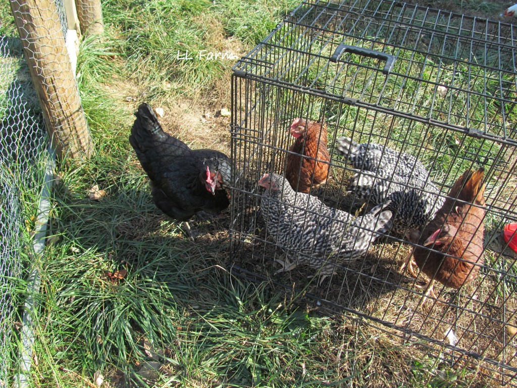 Turquois checking out new flock