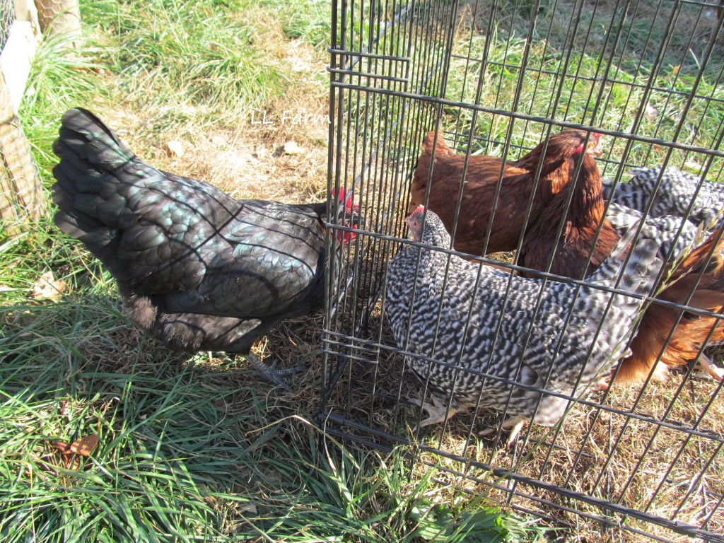 new flock protected inside crate