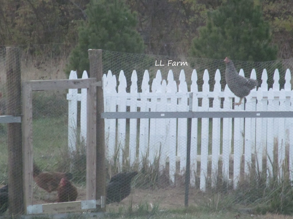 "Where did this taller fence come from?"