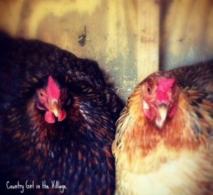 Winter Chicken Keeping. Not always the most fun, but it does lead to spring chicks, eggs and sunny days. Right? Right.