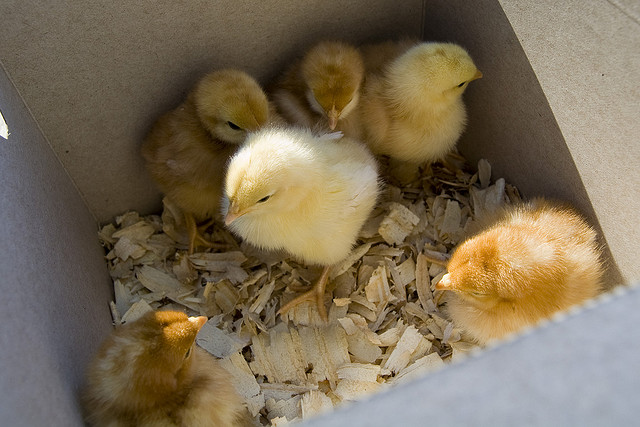 babychicks2