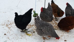 hanging broccoli for chickens