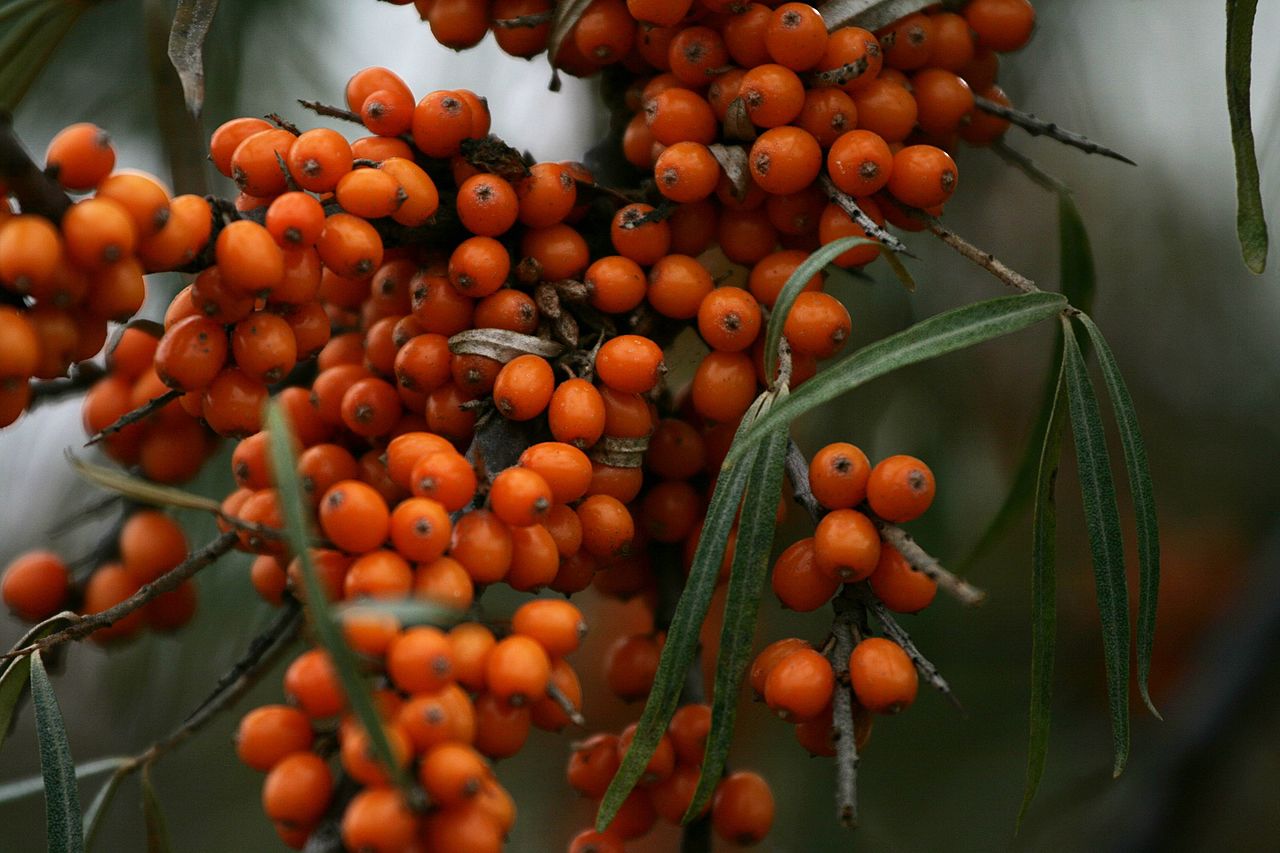 Hippophae_rhamnoides_(Sea_Buckthorn),_Sevan_Botanical_Garden