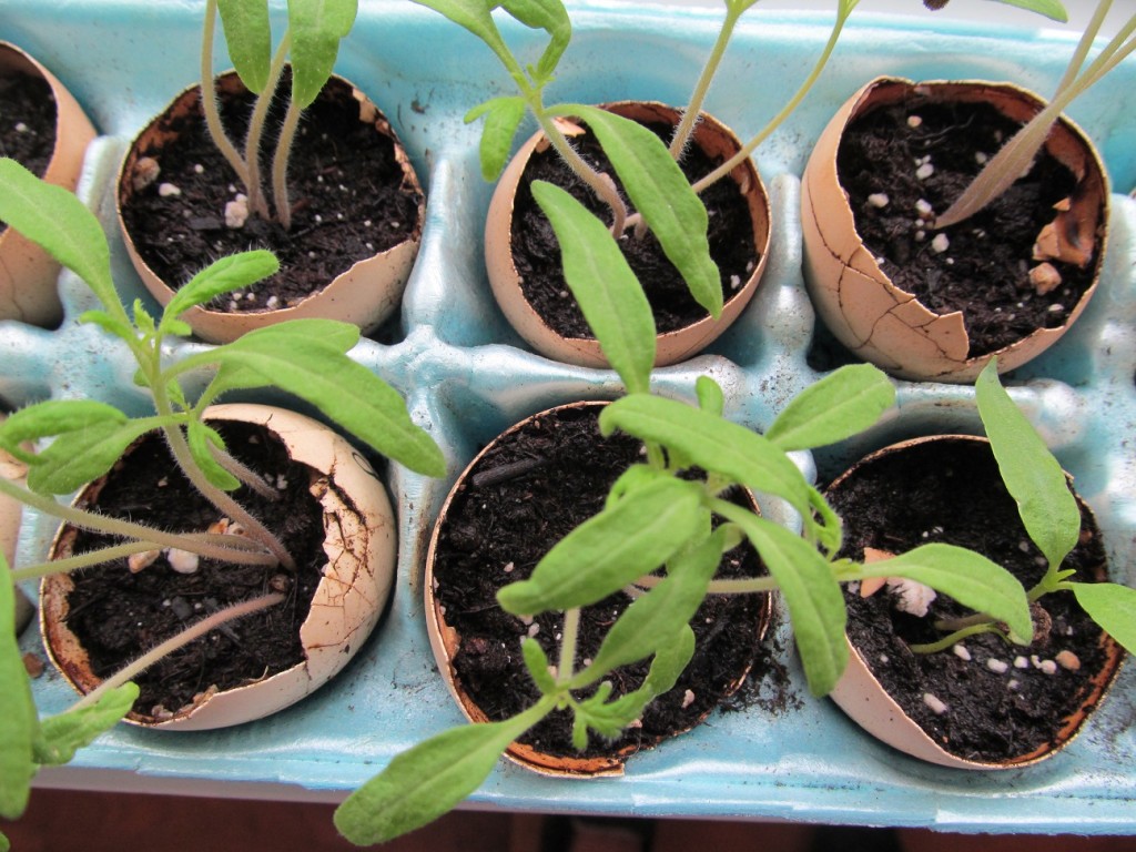 starting seeds in eggshells