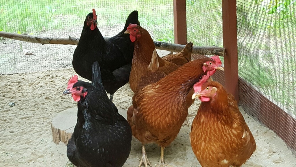 Community Chickens Porta Potty Coop 4