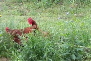 Rhoad Island Reds in flowers and weeds