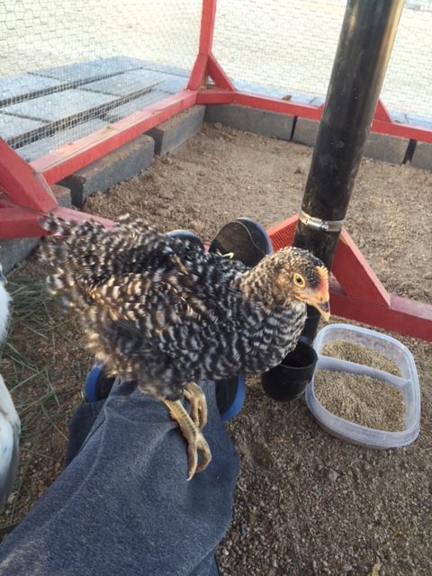 Community Chickens Cool Coop 3