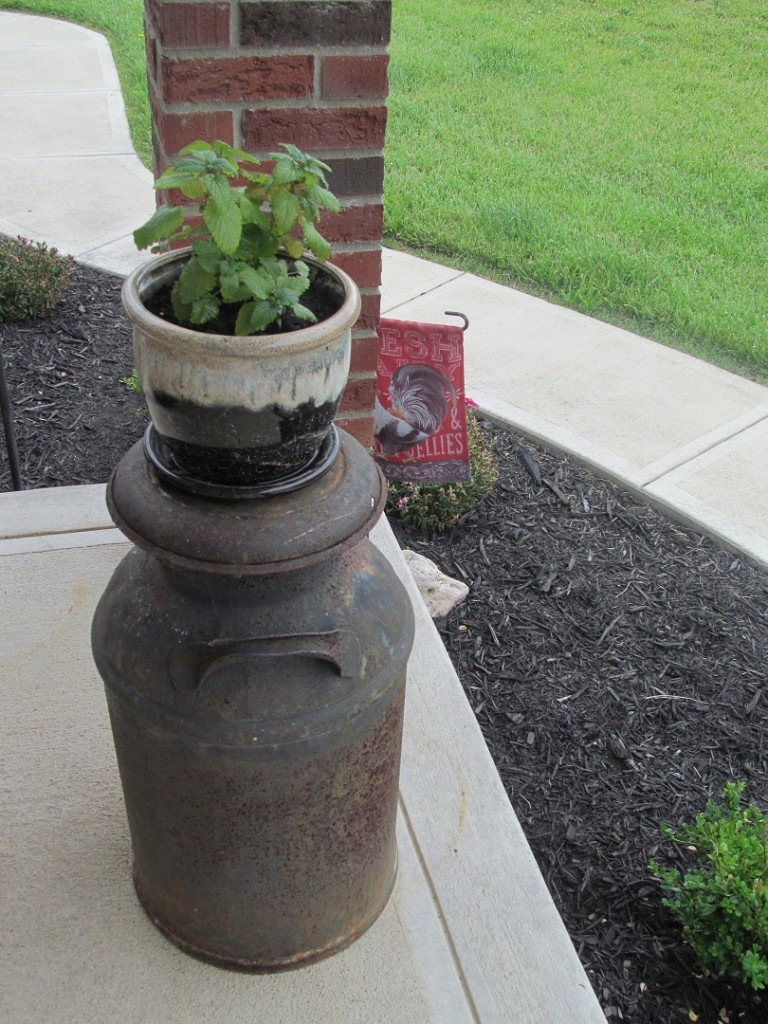 lemon balm on an old milk can