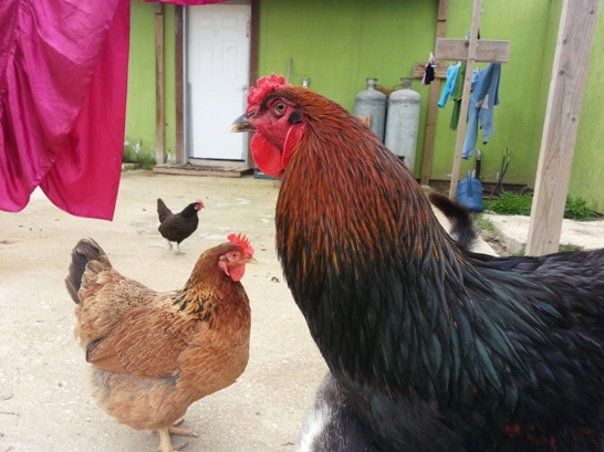 raising-backyard-chickens-jpg