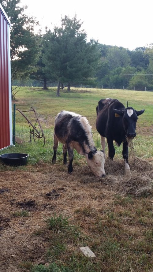 cows-eating-hay