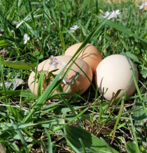 how to blow out an egg