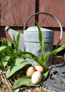 farm fresh eggs, tulips, old galvanized watering can