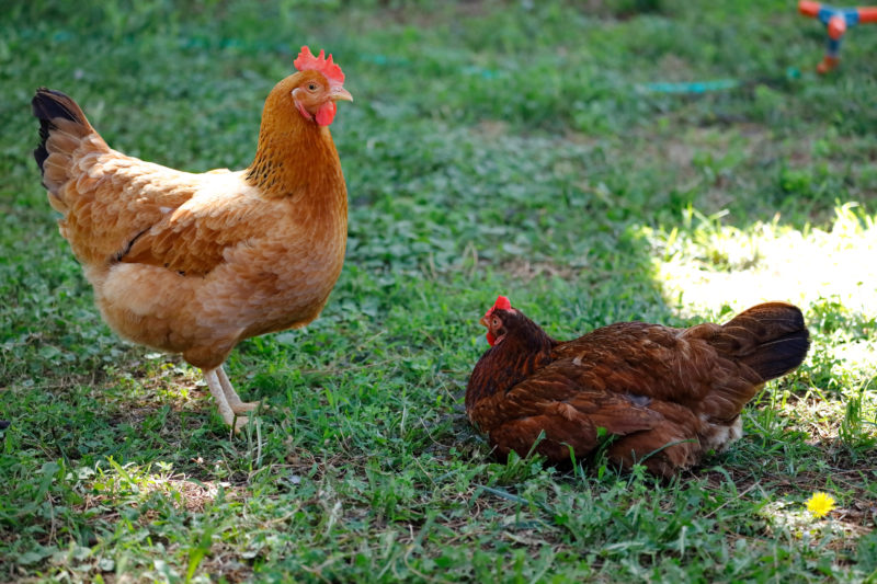 Chanticleer chickens