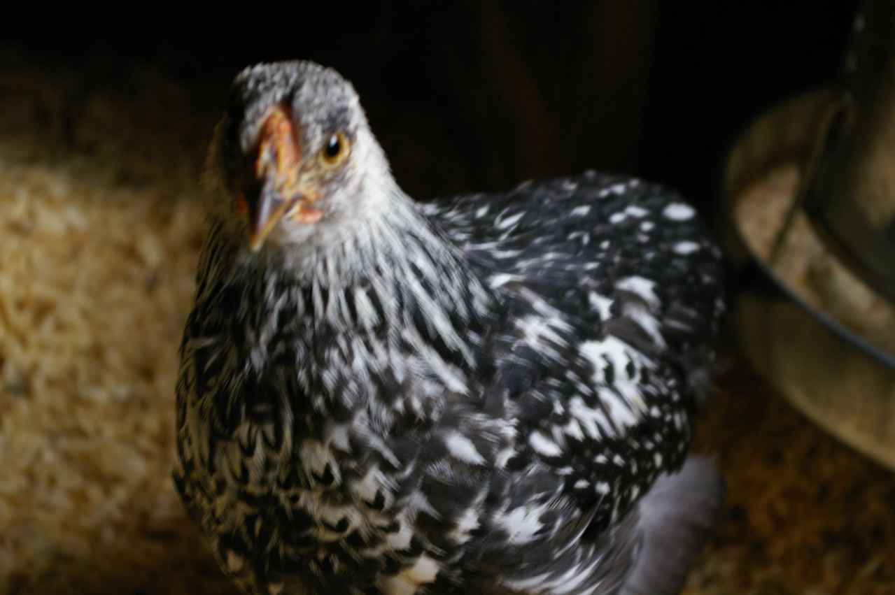 Fawkes the Silver Laced Wyandotte