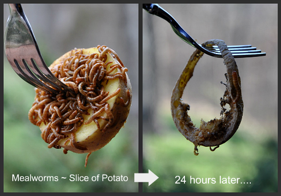 Diy Raising Mealworms Community Chickens