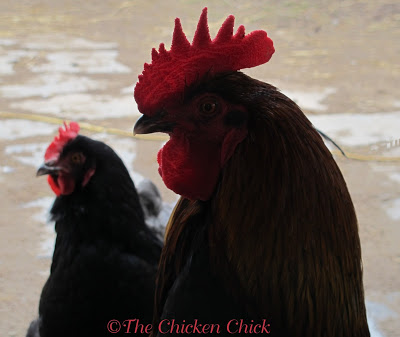 veterinarian for chickens near me