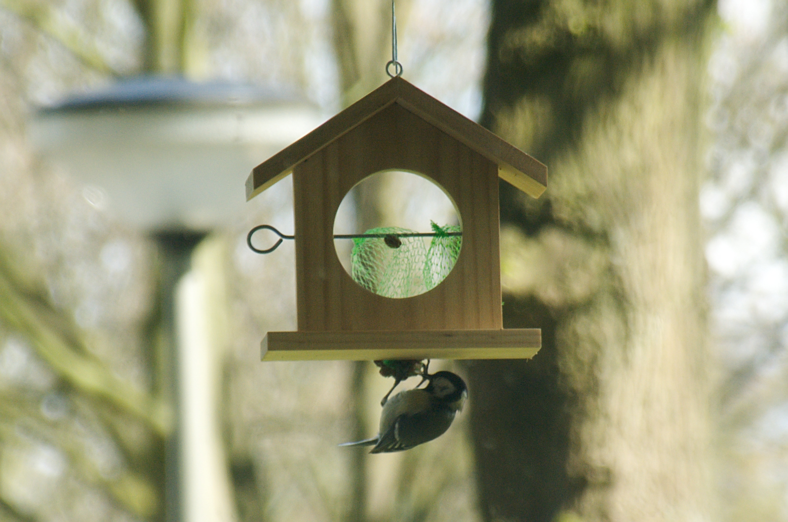 Why I Think Chickens And Wild Bird Feeders Don T Mix Community