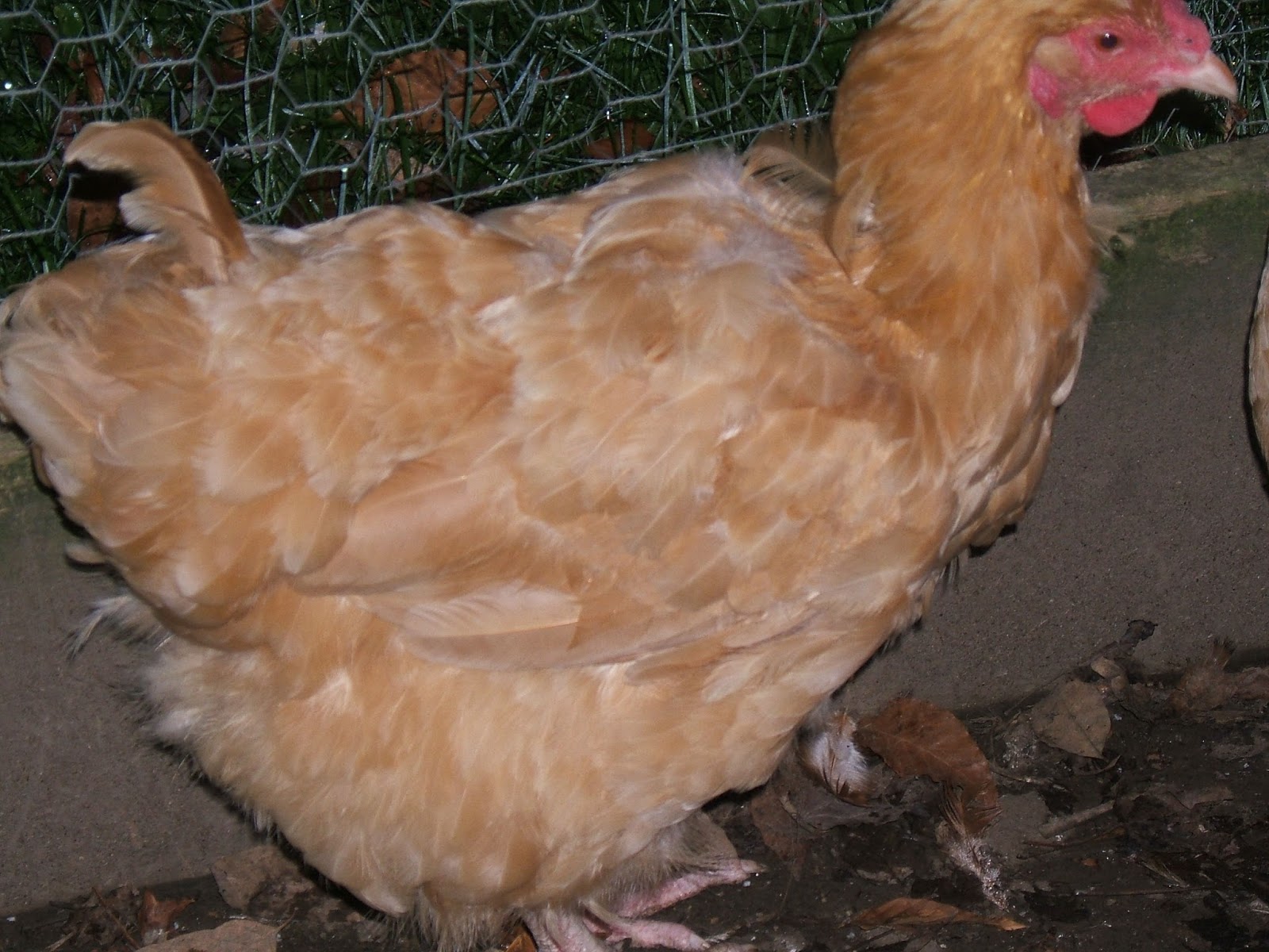 Easing Your Flock Through a Molt  Community Chickens