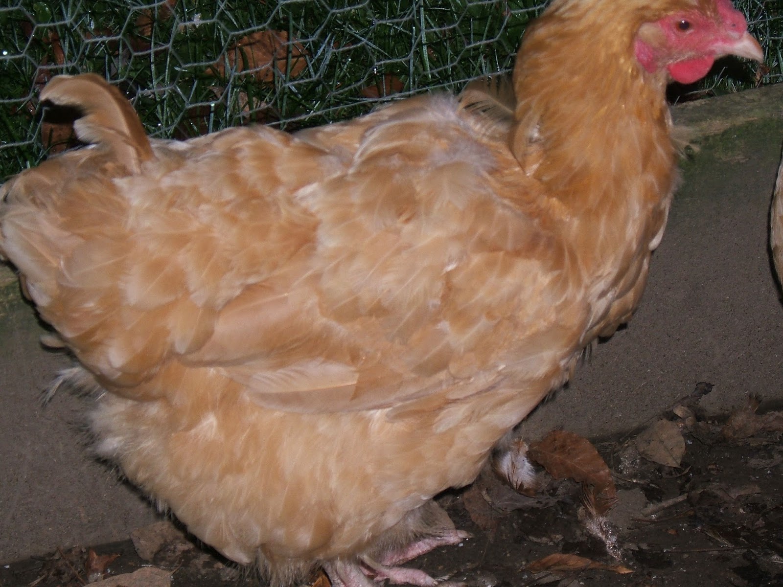 Easing Your Flock Through A Molt Community Chickens