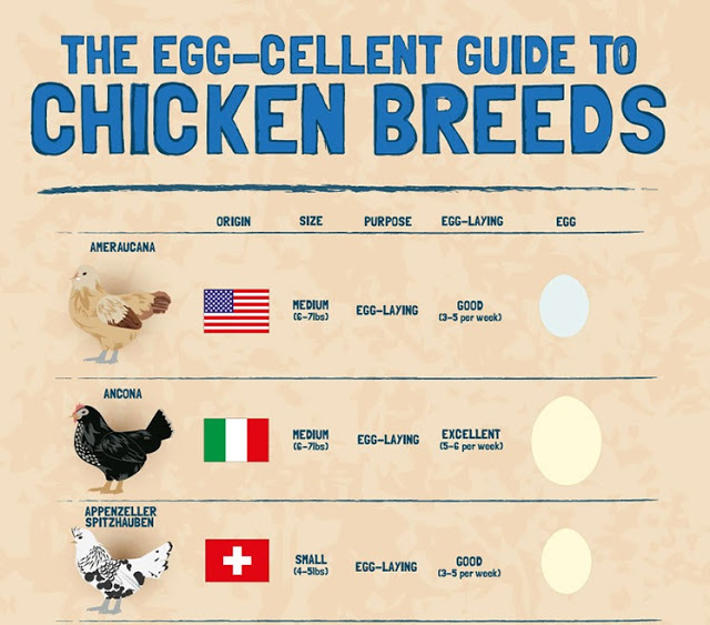 Chicken Breeds Chart