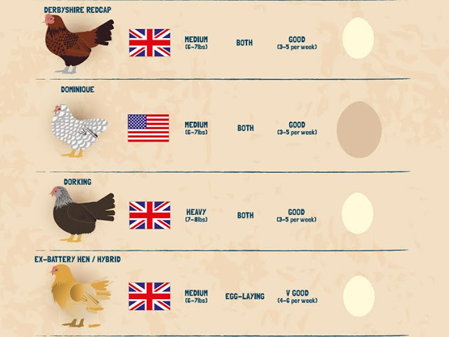 Chicken Breeds Chart With Pictures